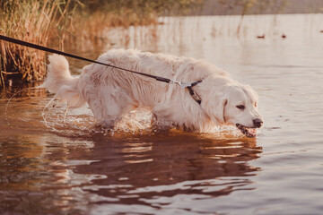 golden retriever drinks water from the river at sunset