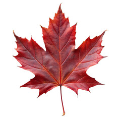 Naklejka premium Autumn maple leaf isolated on transparent background.
