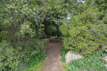 Naklejka premium A Forest Path in the Judea Mountains, Israel