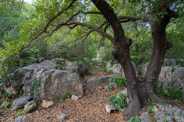 Fototapeta na wymiar An Oak Tree in a Mediterranean Forest