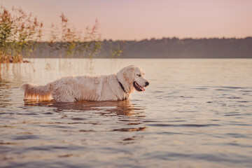 golden retriever stands in the river at sunset and smiles looking at the water