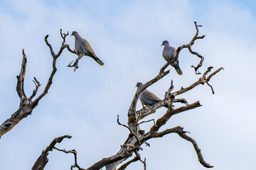 Eurasian Collared Doves on a Dead Tree