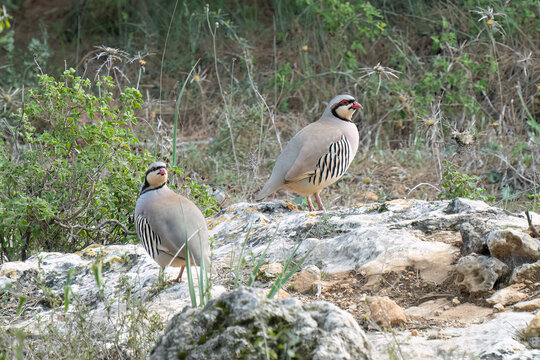 A Couple of Rock Partridges