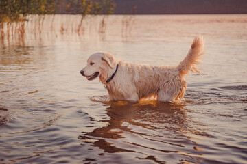 wet golden retriever stands in the river water at sunset