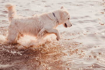golden retriever hits the water with its paw