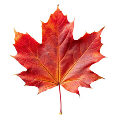 Autumn maple leaf isolated on transparent background.