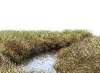 grass along small stream isolated