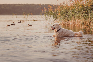 wet golden retriever looking at ducks in river water at sunset