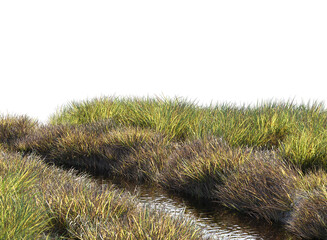 grass along small stream isolated