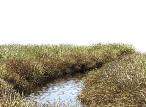 grass along small stream isolated