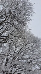 木々に積もった雪