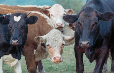 Close-up Of Mixed Breed Cattle In Tne Pasture