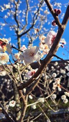 梅の花