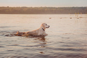 golden retriever went chest-deep into the water of the river at sunset