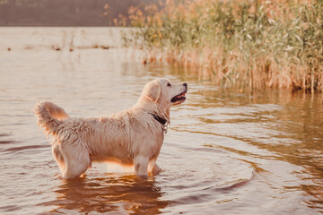 a wet golden retriever stands in the river water at sunset, sideways to the camera