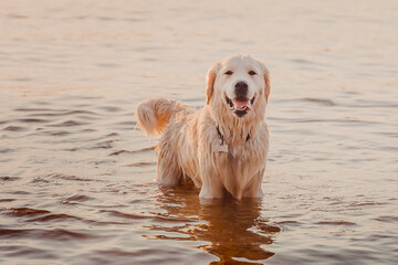a wet golden retriever stands against the background of river water at sunset looking at the camera