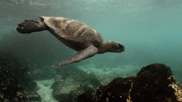 Very close look at the Galapagos Giant Tortoise in Ecuadorian waters.