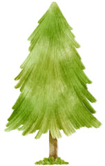Pine Tree watercolor illustration for Decorative Element