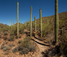 Desert Hiking Path