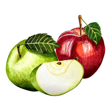 Red and green apples with leaves watercolor illustration isolated on white background. Watercolor hand drawn. Eco natural food fruits illustration. Botanical illustration isolated.