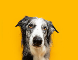 Portrait serious and clever border collie dog looking at camera. Isolated on yellow background on summer season