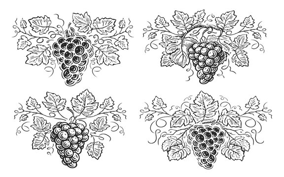 Grape branch with leaves and berries. Decorative vine. Hand drawn grapevine sketch illustration