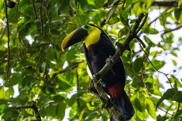 Toucan in the Jungle