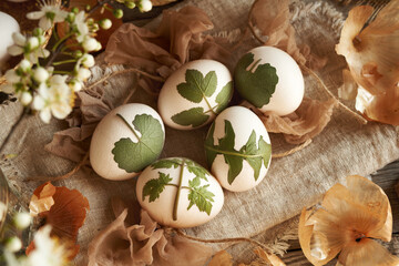 Five Easter eggs with herbs attached to them with old stockings - preparation for dyeing with onion...