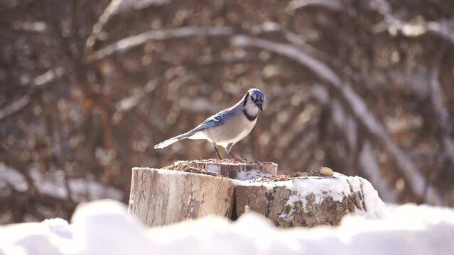 Blue Jays and Dark-Eyed Junco Birds eat together in a winter nature video with snow 