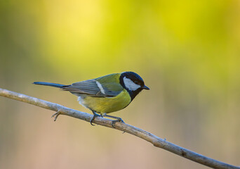 The Great tit - Parus major