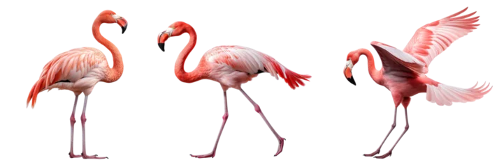 Fotobehang Collection of flamingoes isolated on transparent or white background © Luckyphotos
