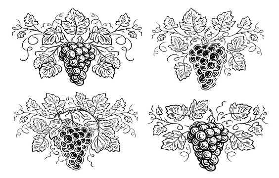 Hand drawn grapes with berries and leaves in engraving style. Illustration for restaurant menu or wine label