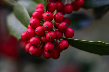 A cluster of red berries on a leaf