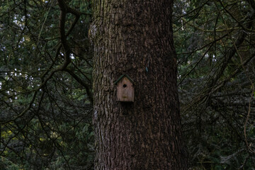 A birdhouse is nestled in the bark of a tree
