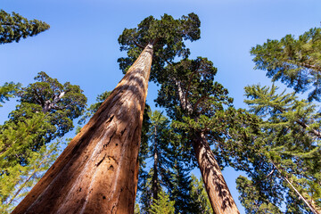 Giant Redwoods in the Morning Sun