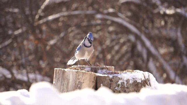 Starlings, Blue Jays, and Dark-Eyed Junco Birds eat together in a winter nature video with snow 