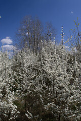 Branches with white flowers of blooming spring thorns. Selective focus.