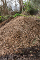 A large wood chips heap used for biomass solid fuel and organic mulch in gardening. Mulching with wood chips conserves and retains soil moisture, reduces weeds in flower and vegetable beds.