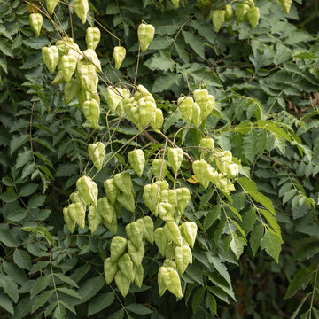 Koelreuteria paniculata	