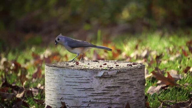 A silly Tufted Titmouse bird hops around eating seeds in macro nature video 
