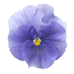 Fleur de pensée bleue	