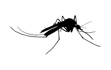 mosquito, mosquitoes black silhouette isolated. Insect flock in air. Viruses and diseases spreading mosquito isolated on white - obrazy, fototapety, plakaty