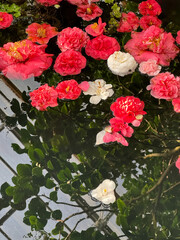 Floating Flowers Serenity