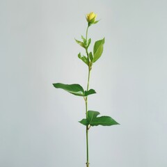 Green Rose Stem with Young Bud and Fresh Leaves Isolated on White
