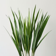 Lush Green Grass Blades Isolated on White, Symbol of Growth and Nature