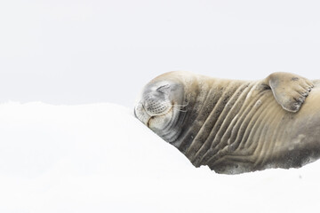 Phoque de Weddell se prélassant, Antarctique Janvier 2024 - obrazy, fototapety, plakaty