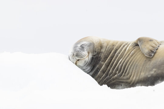 Phoque de Weddell se pr&eacute;lassant, Antarctique Janvier 2024