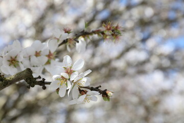 Almond blossom