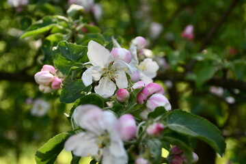 white and pink petals of a blooming apple tree