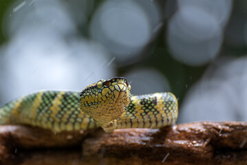 Wagler's pit viper on tree branch